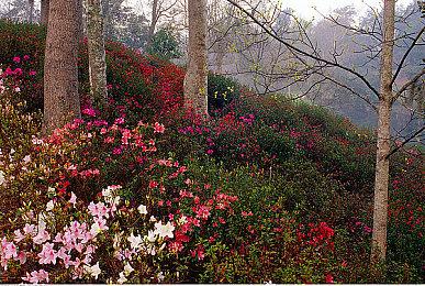 Steam游戏的审核经历，独立游戏《蓝色形态》从提审到绝望